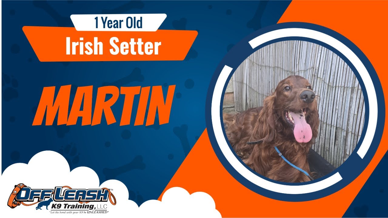 Best Irish Setter Dog Training Martin Dog Training In London YouTube best-irish-setter-dog-training-martin-dog-training-in-london-youtube