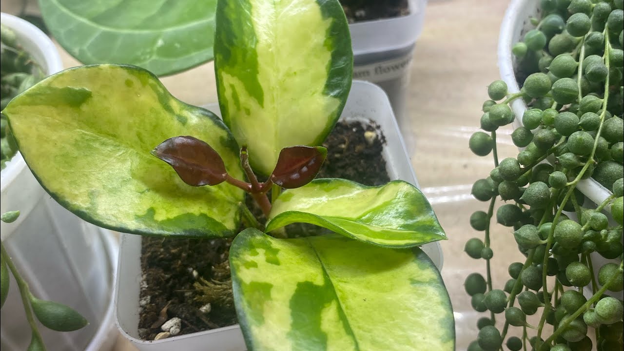 Хойи. Моя небольшая коллекция. 