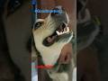 Excelente día ❤️🐕🌞 #animals #animalshorts #how #vetlife #animalsvideo