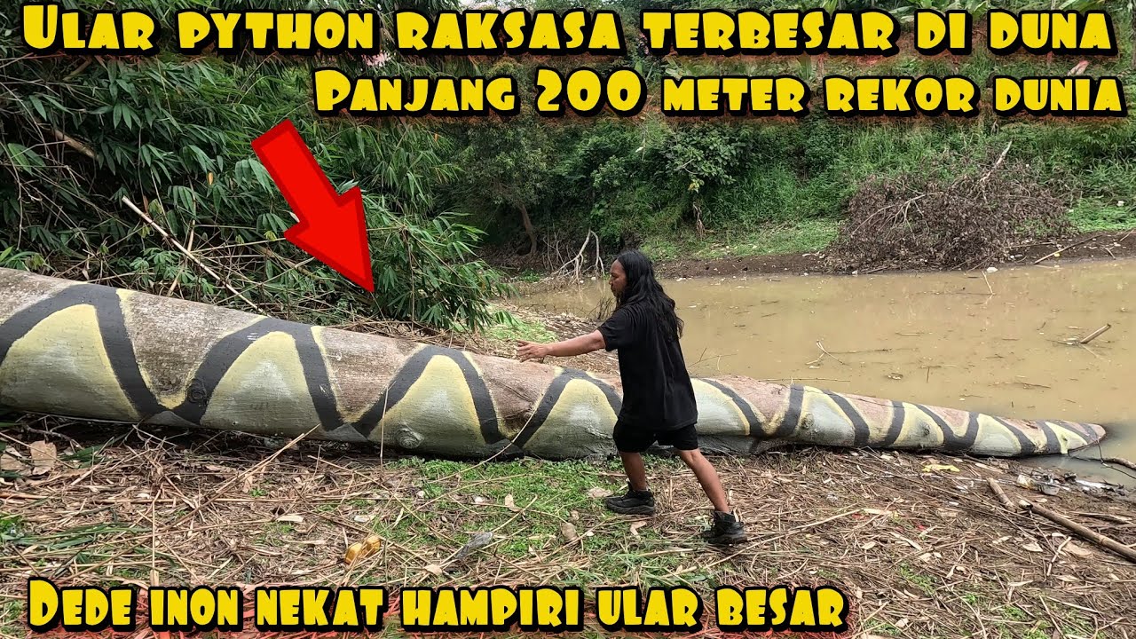 DEDE INOEN VS PYTHON TERBESAR DI DUNIA PANJANG 200 METER REAL NO AI