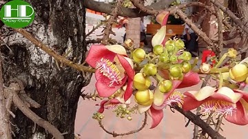 Bán cây sa la ( ngọc kỳ lân) Giá tốt