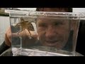 The Venomous Blue Ringed Octopus | Deadly 60 | BBC Earth