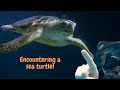 Encounter with a sea turtle in Belize!