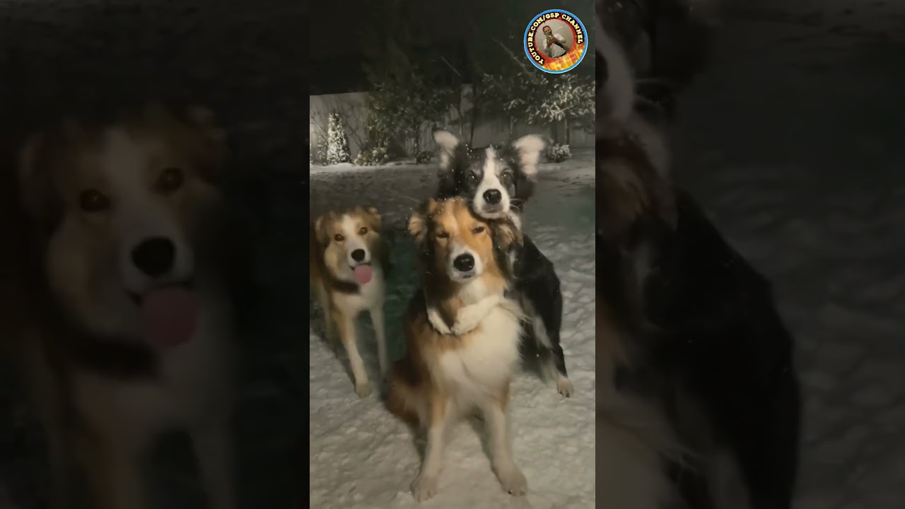 Smart dogs know they are in the right position when the camera is pointed at them.