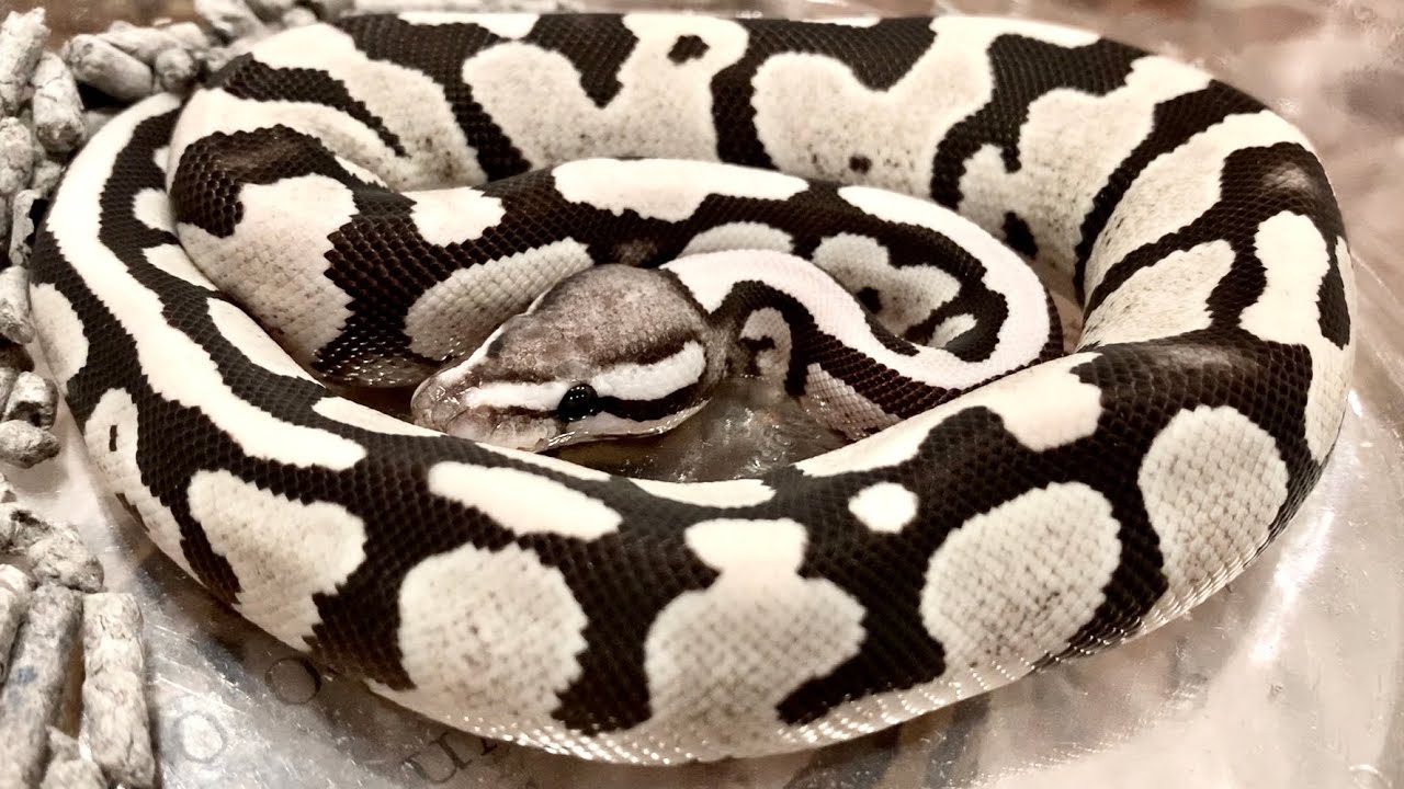 I went to a ball python sales event and there were a lot of crazy