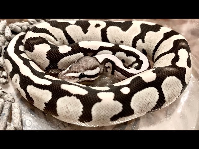 洋書 The Complete Ball Python ボールパイソン 洋書 The Complete