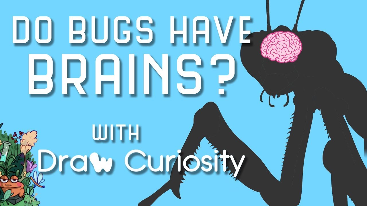 Do Pill Bugs Have A Brain?