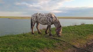 Spotted Horse 101 🐴 eating grass by the lake / Пятнистая лошадка 101 🐎 ест траву у озера #horse