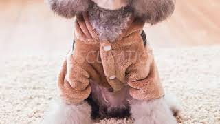 Four-Pin Dog Wear