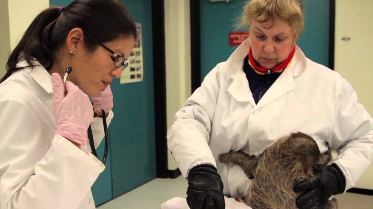 Sloth Check In The baby sloth and its mother having their check-ups. - YouTube