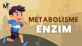 Enzim | Struktur, Sifat dan Klasifikasi - Biologi