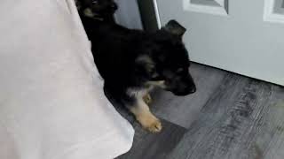 German Shepherd Puppies For Sale by Greenfield Puppies 103 views 3 days ago 47 seconds