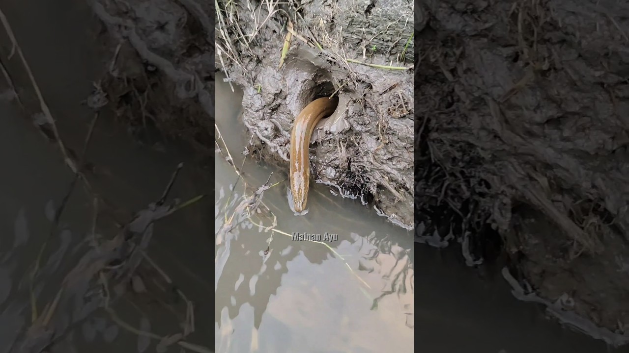 Belut Kelaparan Bestie, Sekali Caplok Umpan Langsung Habis 😄, 