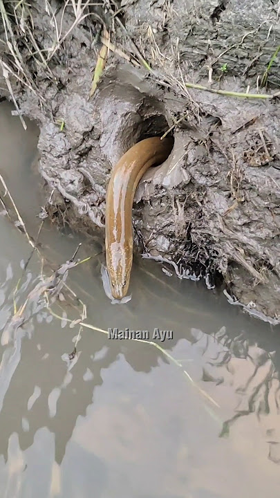 Bestie's Hungry Eel, Once It Grabs The Bait It's Gone 😄, #575 #toys