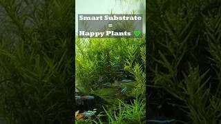 This Substrate Mistake Kills Plants 😱 | Grain Size Explained | #happyfinsandnature