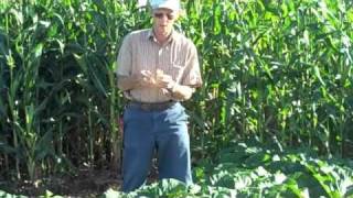 🎃 A Beginner's Guide to Growing GIANT Pumpkins