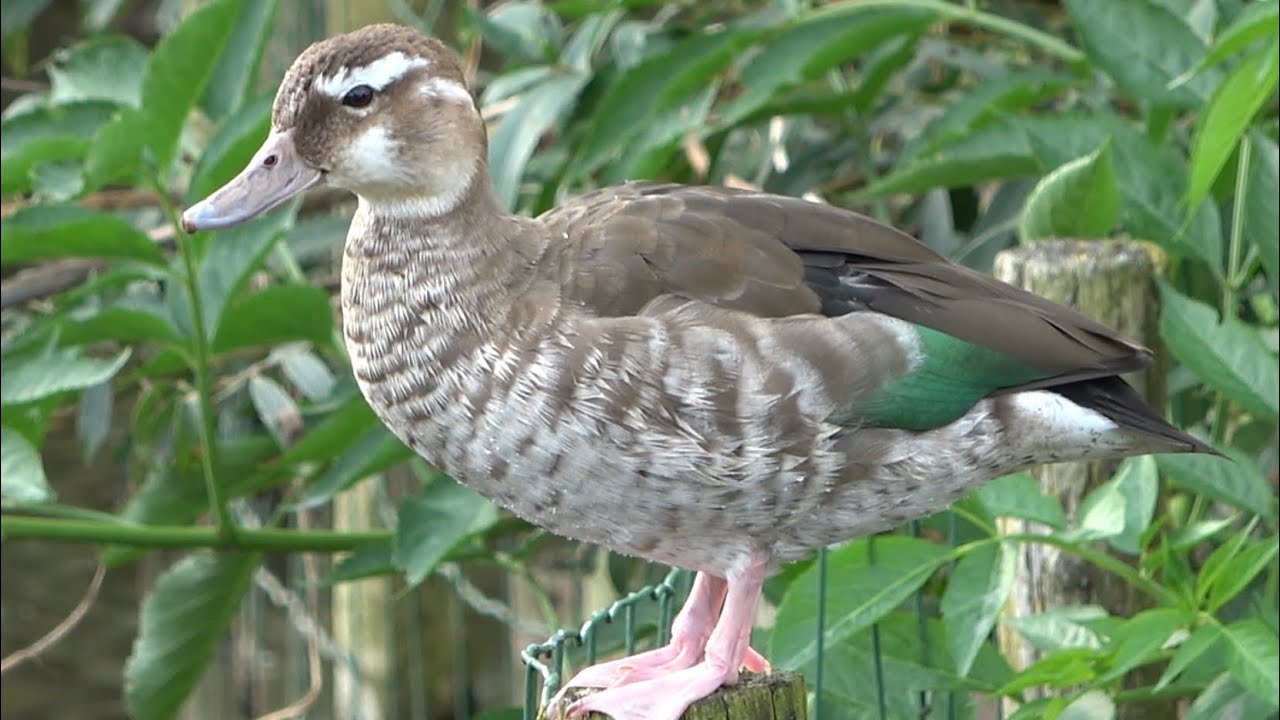 Ringed Teal