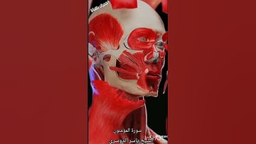 سورة المؤمنون بصوت الشيخ ياسر الدوسري (صلي على النبي)