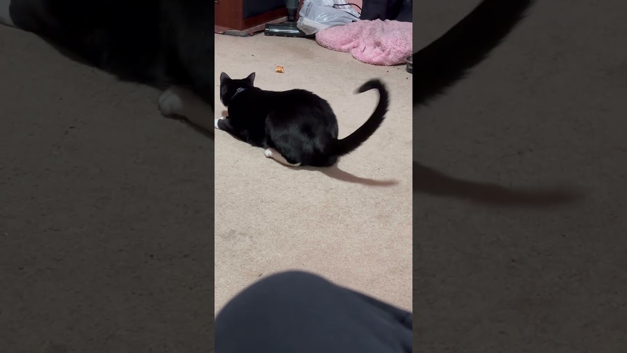 Cat pounces toy 