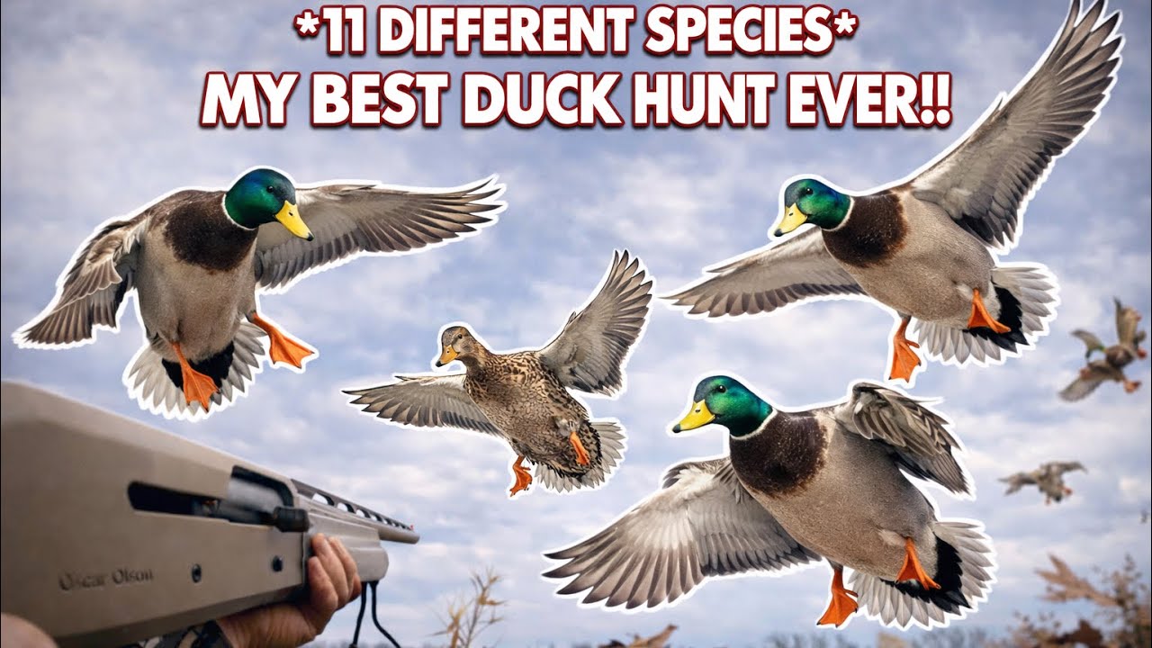 WEST TENNESSEE DUCK HUNT / 11 DIFFERENT SPECIES!!