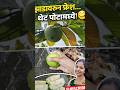 Fresh Peru 🍐 — पेड़ से सीधे पेट में! 😋🌿प्राकृतिक मिठास #shortsfeed #ytshorts#viralfeed#foodie#viral😋