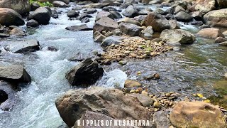 Recenter & relax as crystal river water flows gently across forest rocks and pebbles