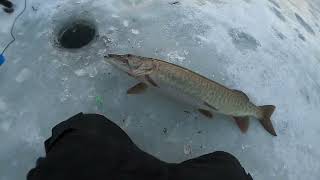 Ice Fishing (Huge Musky Release)