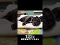 必死に生きようとするフレンチブルドッグの赤ちゃん