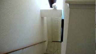 Baby Thor Gorilla Hop