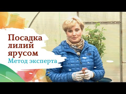 Видео: Засаждане на лилии (28 снимки): на каква дълбочина трябва да се засадят луковиците? Как правилно да ги засадите през есента и юни на открито? Могат ли да бъдат засадени до рози и д