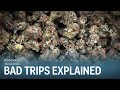 Dr sanjay gupta heres why people get bad marijuana trips