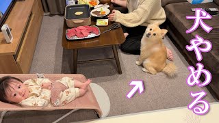 お祝いの焼肉に当たり前のように参加して、スタンバイしているポメラニアン…笑