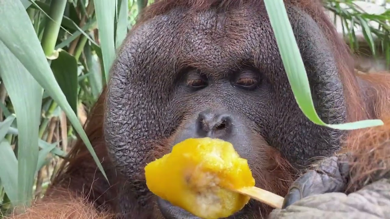 BUIN ZOO TE ACOMPAÑA EN CASA (El enriquecimiento congelado de Sandai)