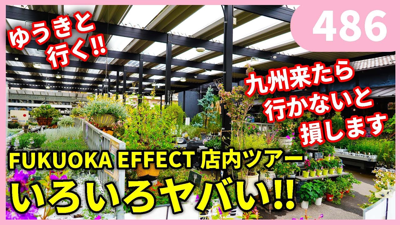 【潜入取材!!】FUKUOKA EFFECT 店内ツアー by 園芸チャンネル 486 園芸 ガーデニング 初心者 福岡エフェクト
