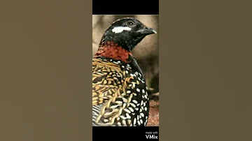 صوت طائر الدراج دمج مع أنثى الدراج صوت الحجل صوت روعة وصافي لايك للفيديو 