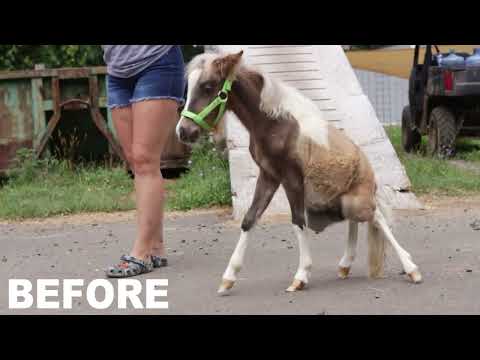 Disabled Miniature Horse Gets New Life on Wheels! Before & After Transformation