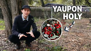 The Complete Guide to the Yaupon Holly (Ilex Vomitoria) | Texas Native Plant Journal