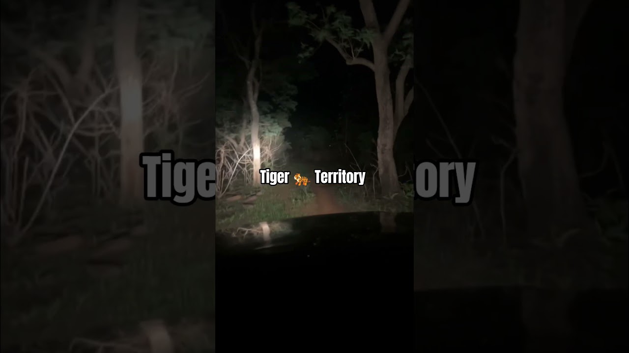 Not for the faint hearted 🐅 