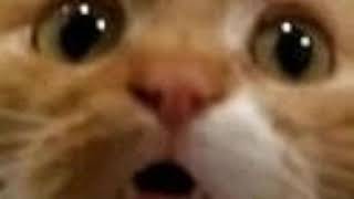 Aslanmashadov - Hi Sound Effect