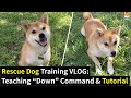 I Rescued a Shiba Inu and Taught Her “Lay Down” Command