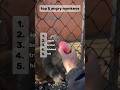 top 5 angry monkeys #shorts