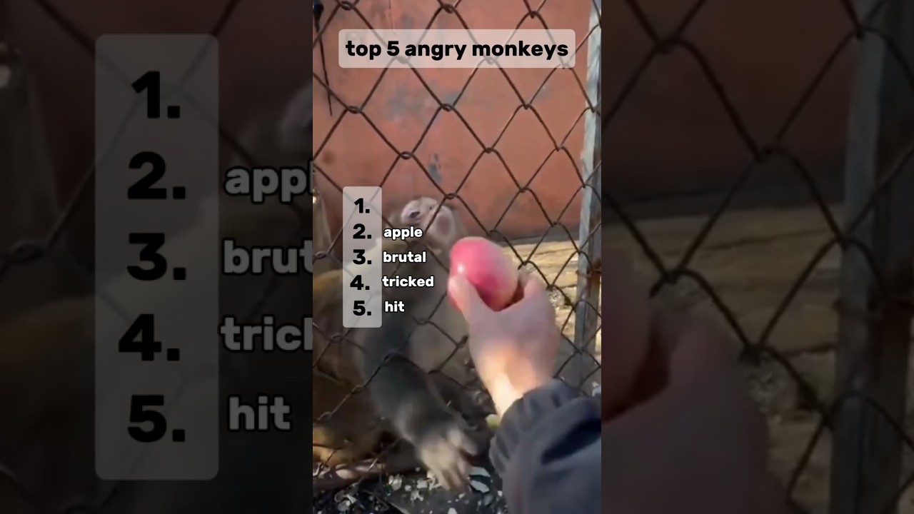 top 5 angry monkeys 