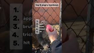 Celebrity top 5 angry monkeys #shorts Wealth