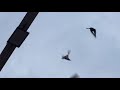 #Pigeons.Стремится нужно не сколько летит а как летит!