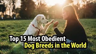 Top 15 Most Obedient Dog Breeds in the World | Canine Companions | Responsible Pet Ownership