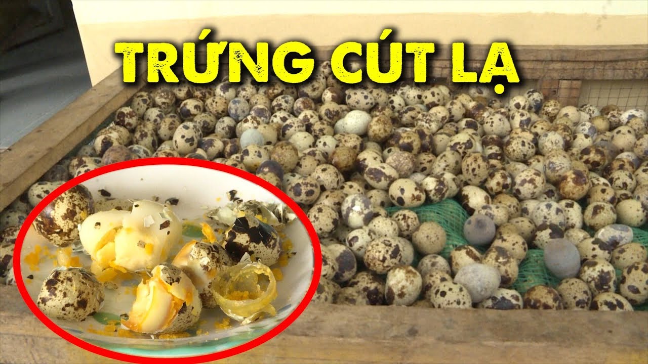 Người đàn ông bán trứng cút có màng khác thường, luôn... - youtube