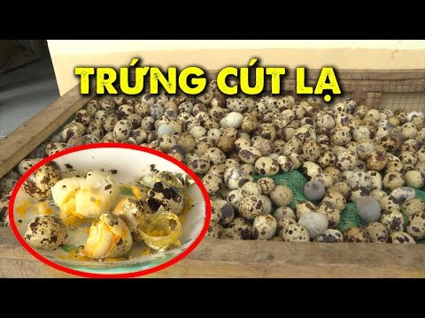 Video Người đàn ông bán trứng cút có màng khác thường, luôn... - youtube