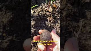 Keep potatoes under soil till harvest #garden latebloomer #gardening #homestead