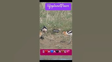 Bobolink Unique Memory System