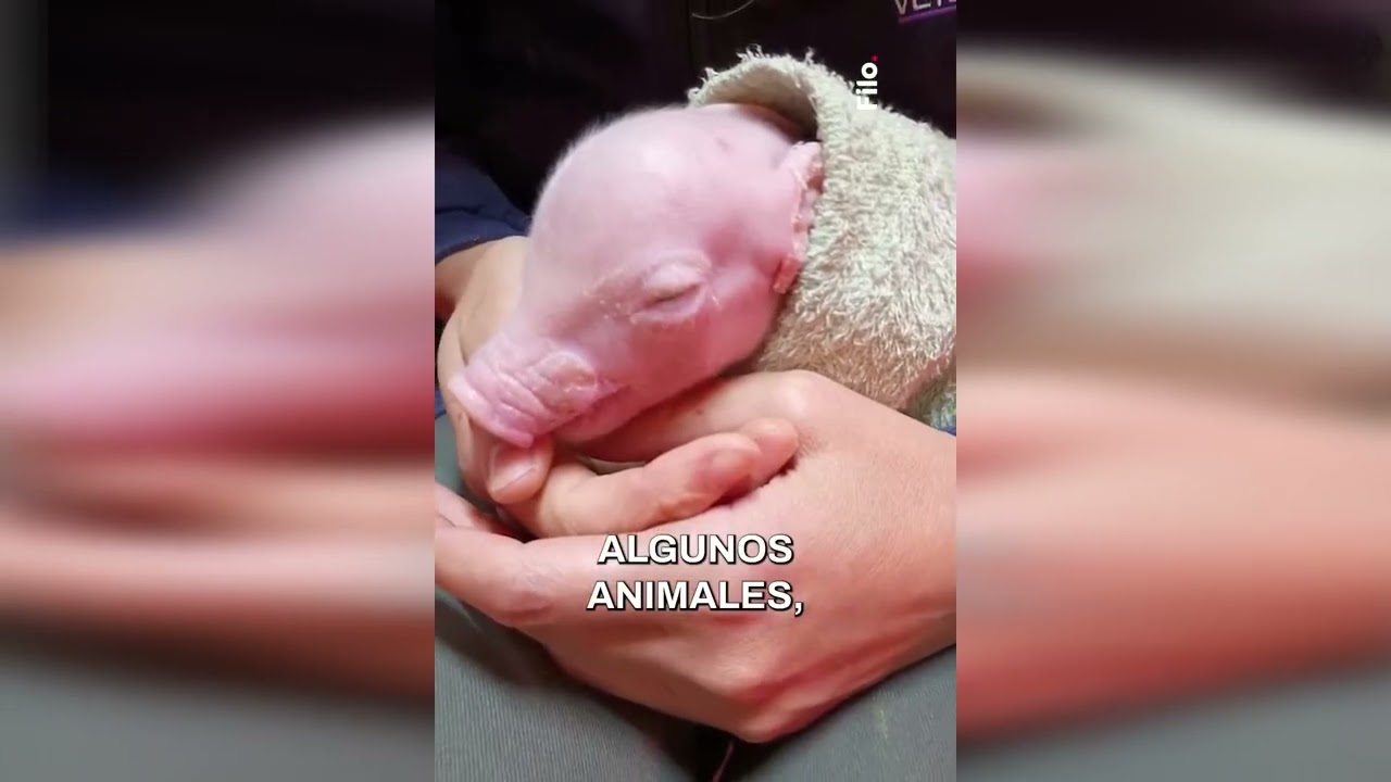 Nació el primer cerdo genéticamente modificado en el país